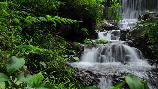 chethalayam-feelwayanad